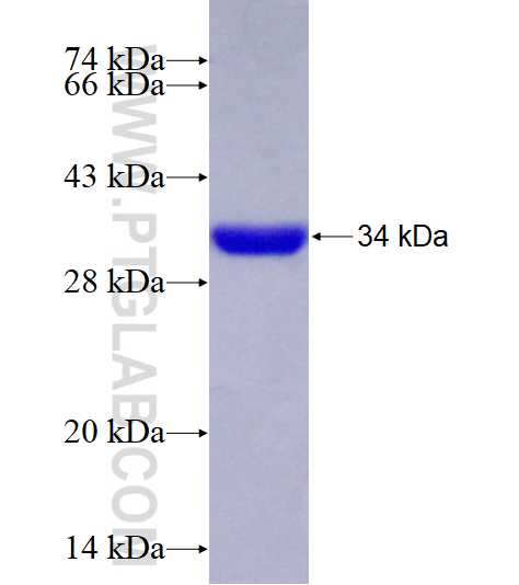 GIMAP2 fusion protein Ag4368 SDS-PAGE
