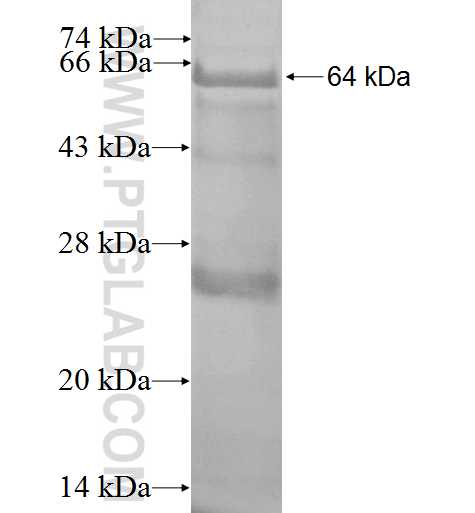 GIMAP4 fusion protein Ag2422 SDS-PAGE