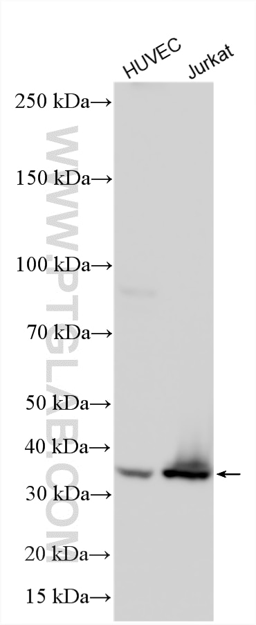 WB analysis using 33593-1-AP Western Blot (WB) analysis of various lysates using GIMAP6 Polyclonal antibody (33593-1-AP)