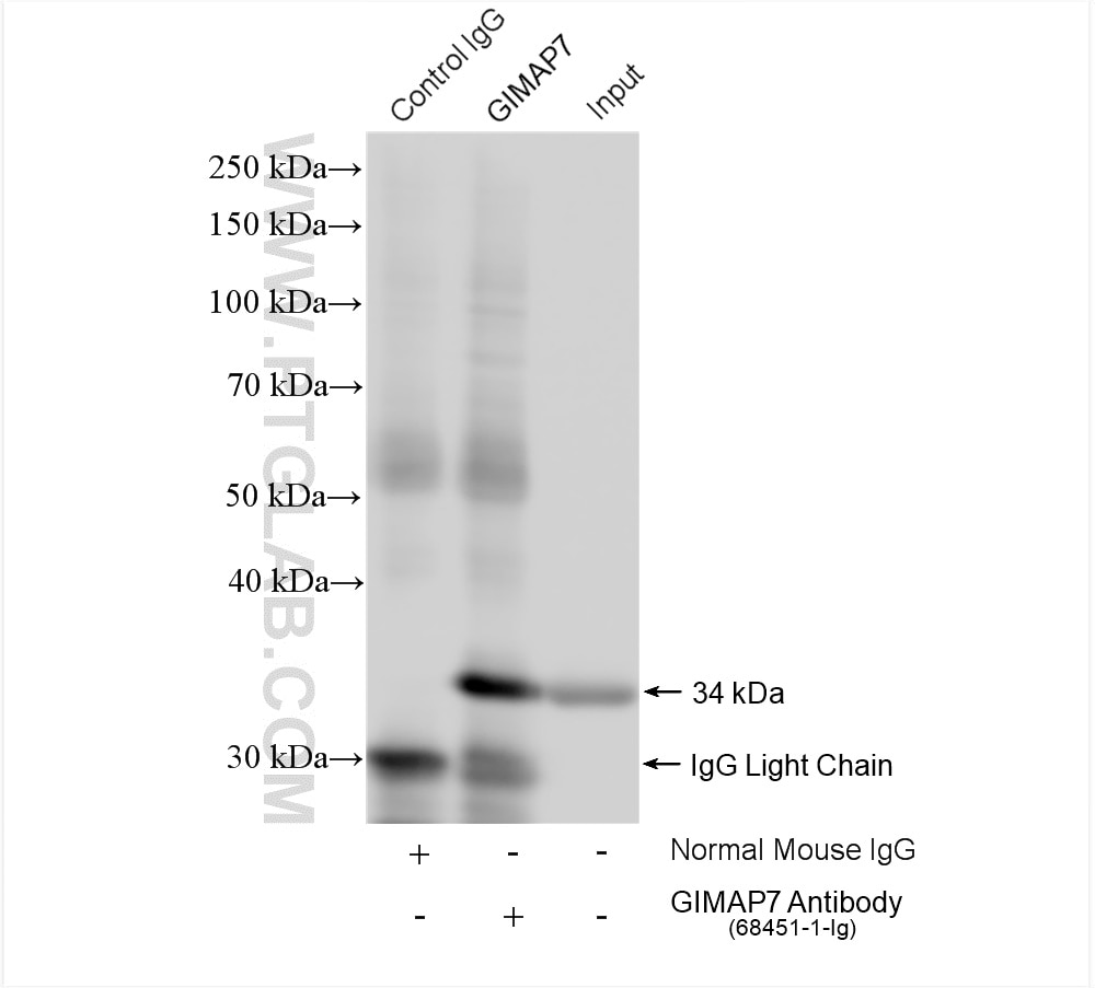 Immunoprecipitation (IP) experiment of Jurkat cells using GIMAP7 Monoclonal antibody (68451-1-Ig)