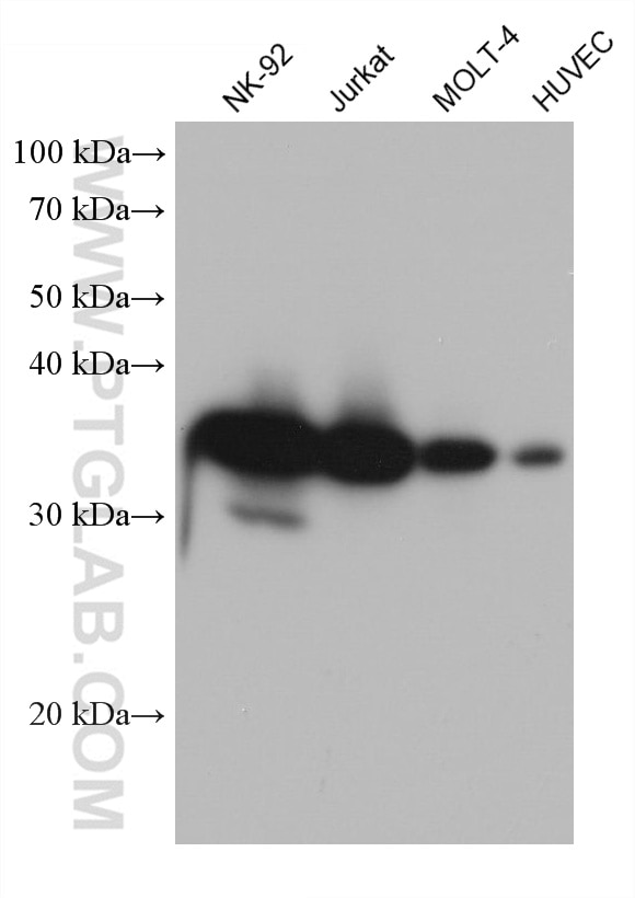 Western Blot (WB) analysis of various lysates using GIMAP7 Monoclonal antibody (68451-1-Ig)