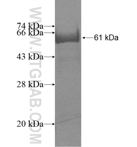 GIMAP7 fusion protein Ag11171 SDS-PAGE