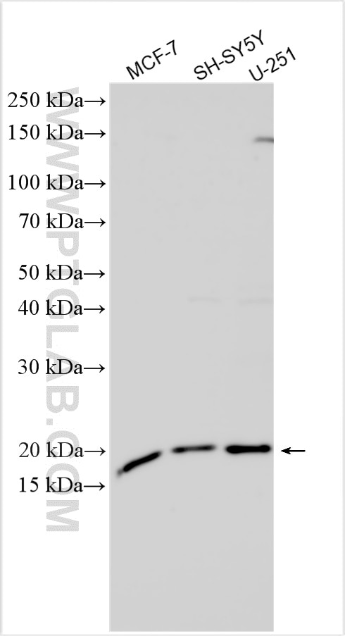 Western Blot (WB) analysis of various lysates using GINS1 Polyclonal antibody (16061-1-AP)