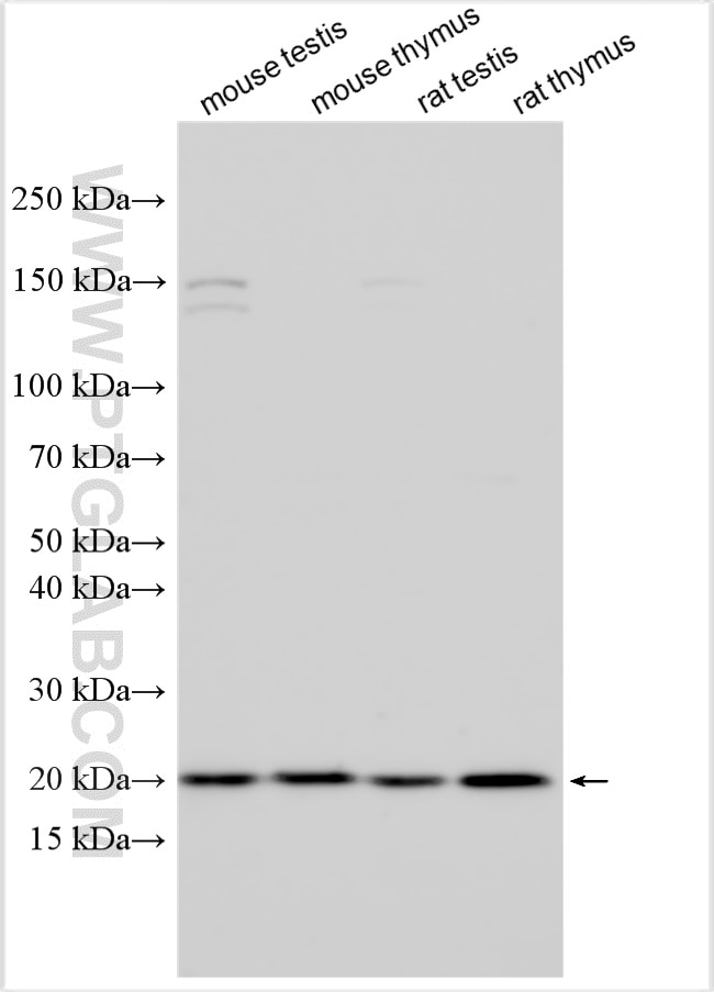 Western Blot (WB) analysis of various lysates using GINS1 Polyclonal antibody (16061-1-AP)