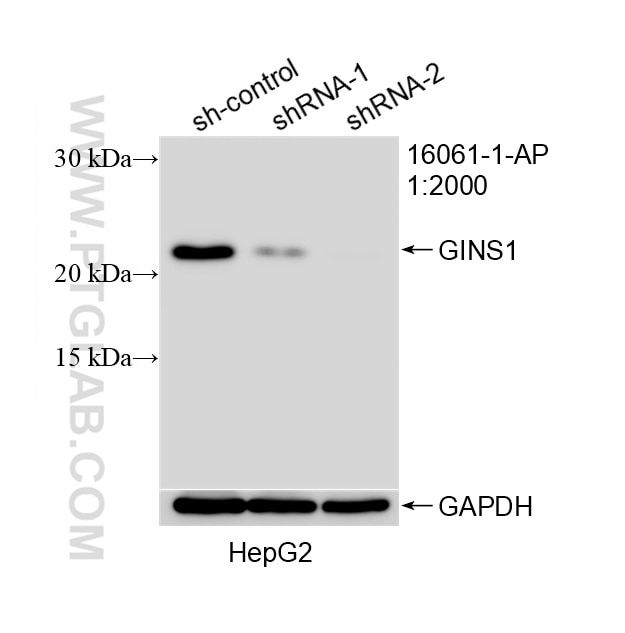 WB analysis of HepG2 using 16061-1-AP Western Blot (WB) analysis of HepG2 cells using GINS1 Polyclonal antibody (16061-1-AP)
