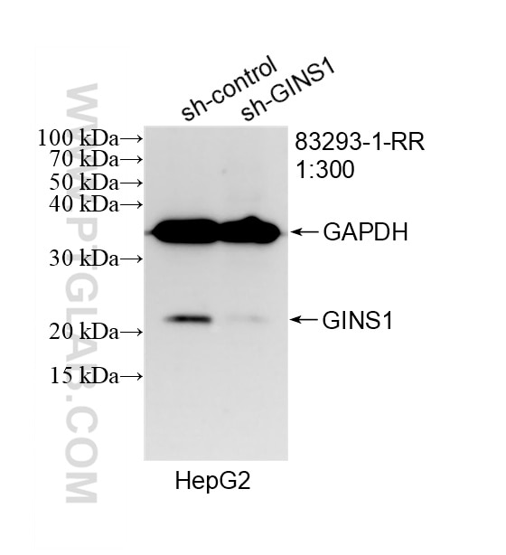 WB analysis of HepG2 using 83293-1-RR Western Blot (WB) analysis of HepG2 cells using GINS1 Recombinant monoclonal antibody (83293-1-RR)