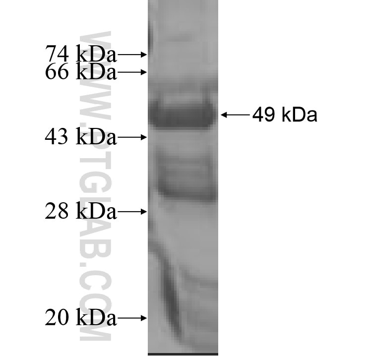 GINS1 fusion protein Ag8895 SDS-PAGE