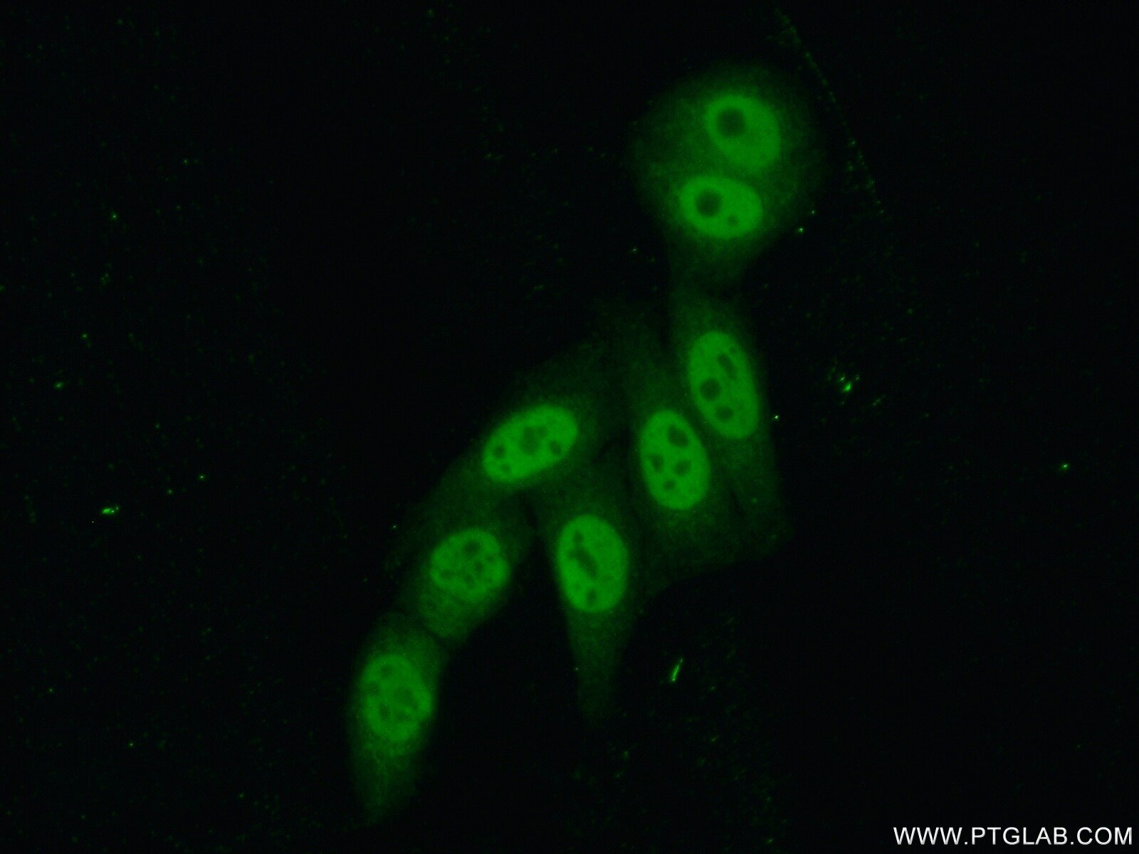 Immunofluorescence (IF) / fluorescent staining of HepG2 cells using PSF2 Polyclonal antibody (16247-1-AP)
