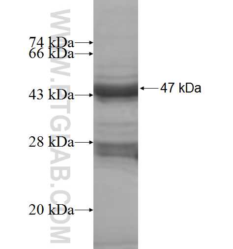 GINS2 fusion protein Ag9180 SDS-PAGE