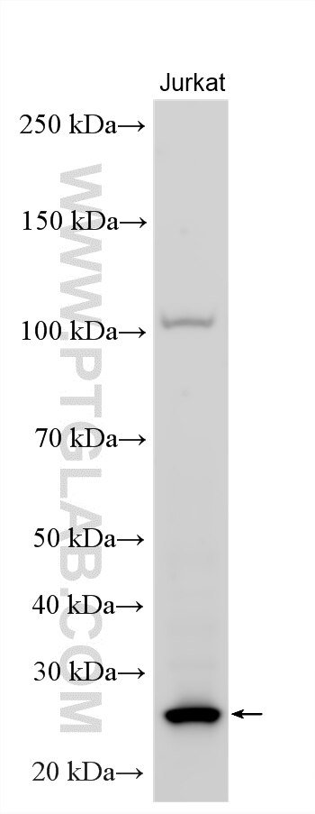 WB analysis using 15651-1-AP Western Blot (WB) analysis of various lysates using GINS3 Polyclonal antibody (15651-1-AP)