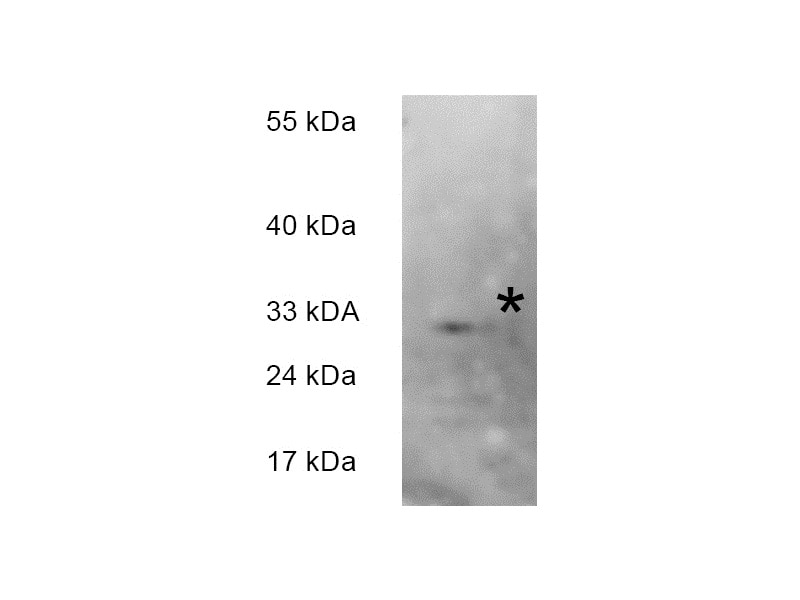 Western Blot (WB) analysis of HeLa cells using PSF3 Polyclonal antibody (16345-1-AP)