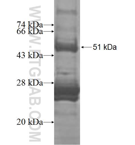 GINS3 fusion protein Ag9534 SDS-PAGE