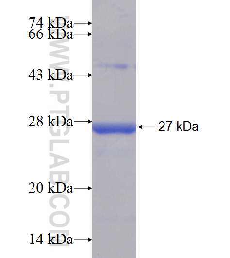 GINS3 fusion protein Ag9652 SDS-PAGE