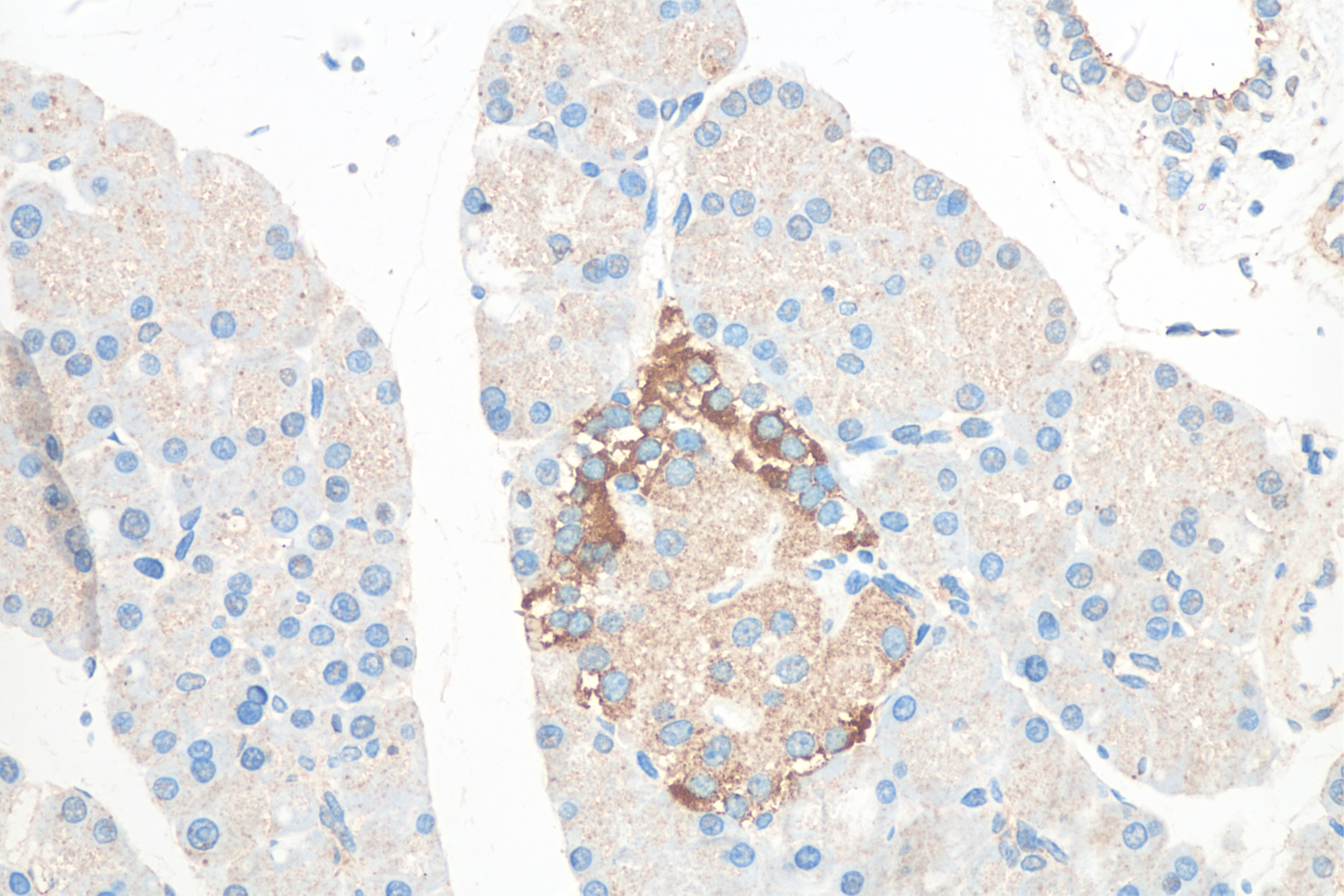 IHC staining of rat pancreas using 18034-1-AP