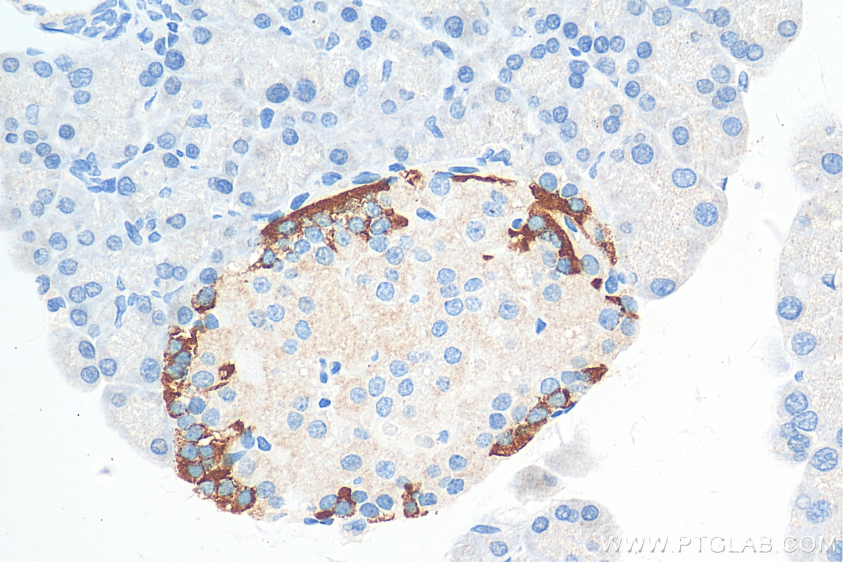 Immunohistochemistry (IHC) staining of rat pancreas tissue using GIP Polyclonal antibody (18034-1-AP)