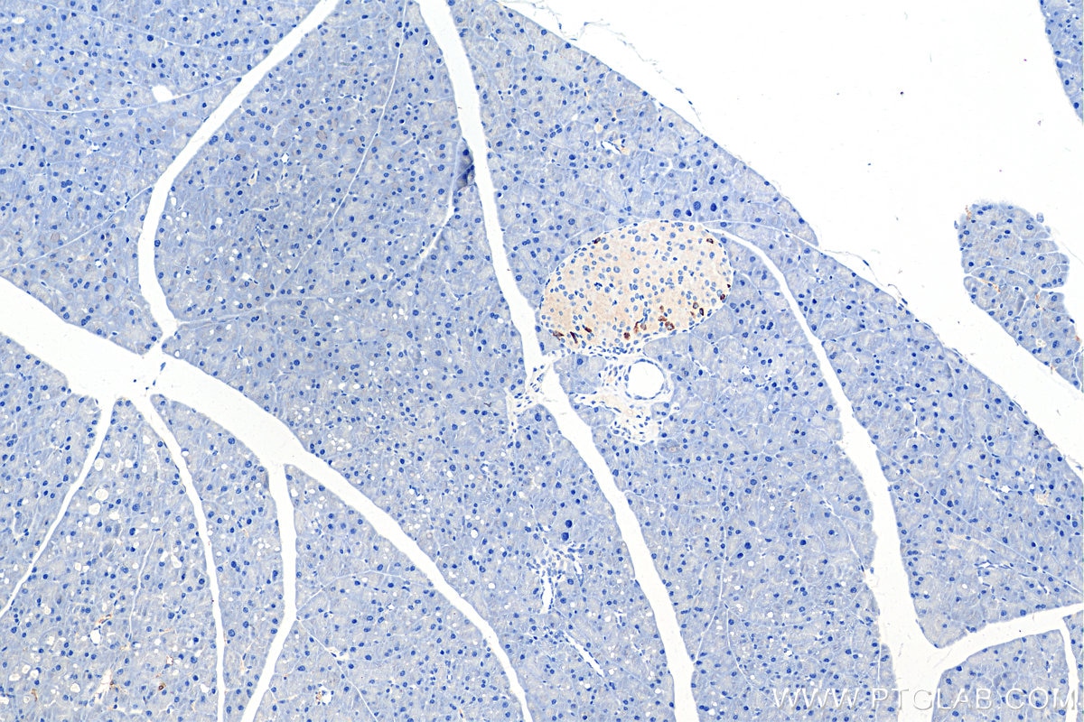 Immunohistochemistry (IHC) staining of mouse pancreas tissue using GIP Polyclonal antibody (18034-1-AP)