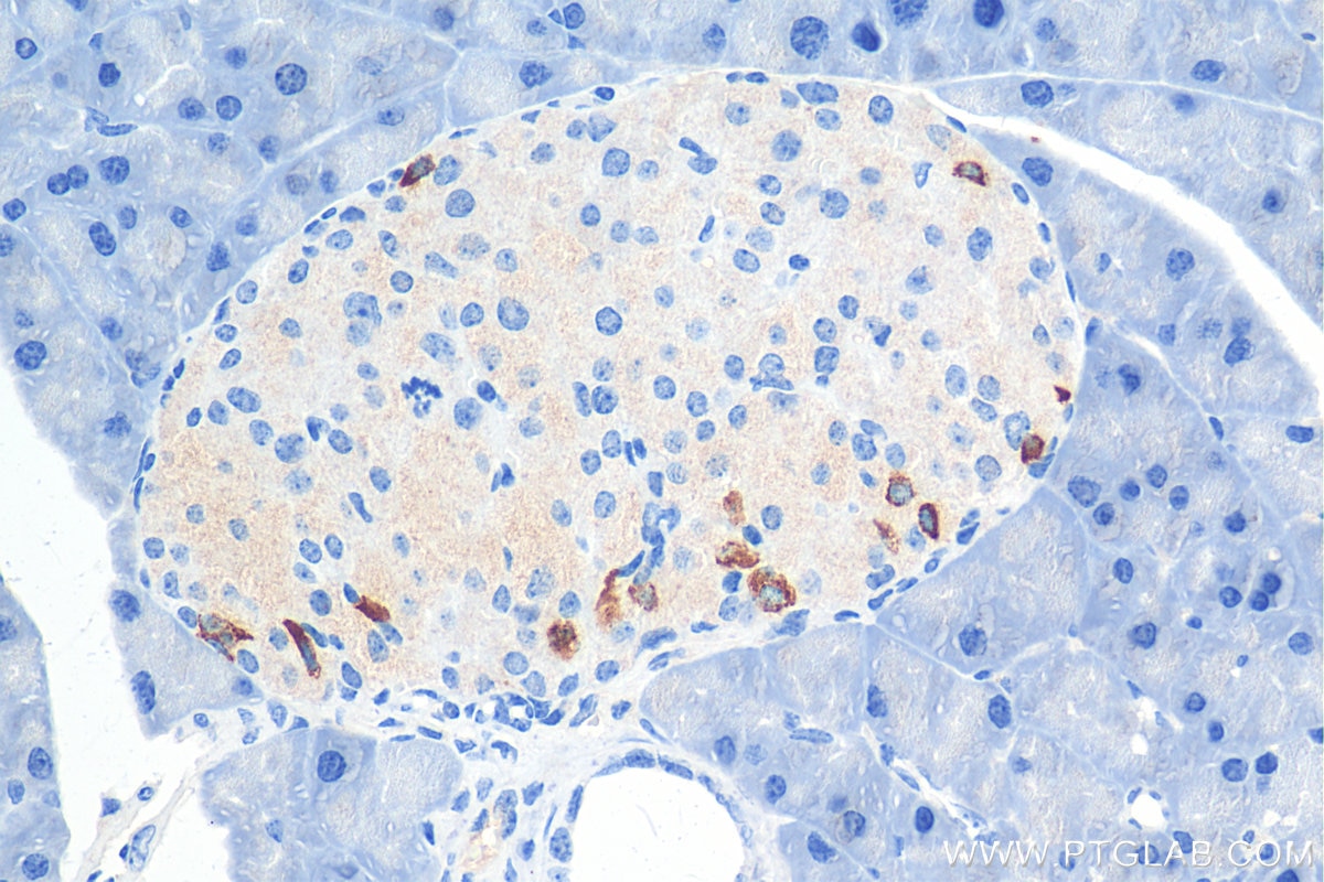 Immunohistochemistry (IHC) staining of mouse pancreas tissue using GIP Polyclonal antibody (18034-1-AP)