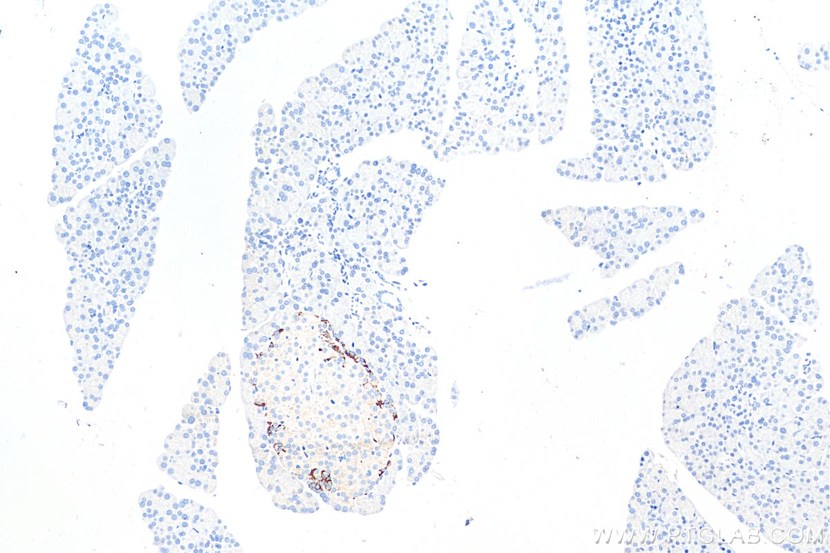 Immunohistochemistry (IHC) staining of rat pancreas tissue using GIP Polyclonal antibody (18034-1-AP)