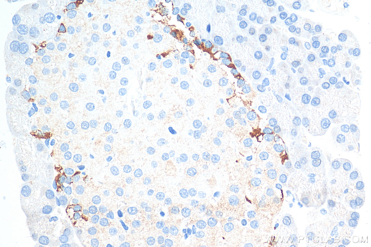 Immunohistochemistry (IHC) staining of rat pancreas tissue using GIP Polyclonal antibody (18034-1-AP)