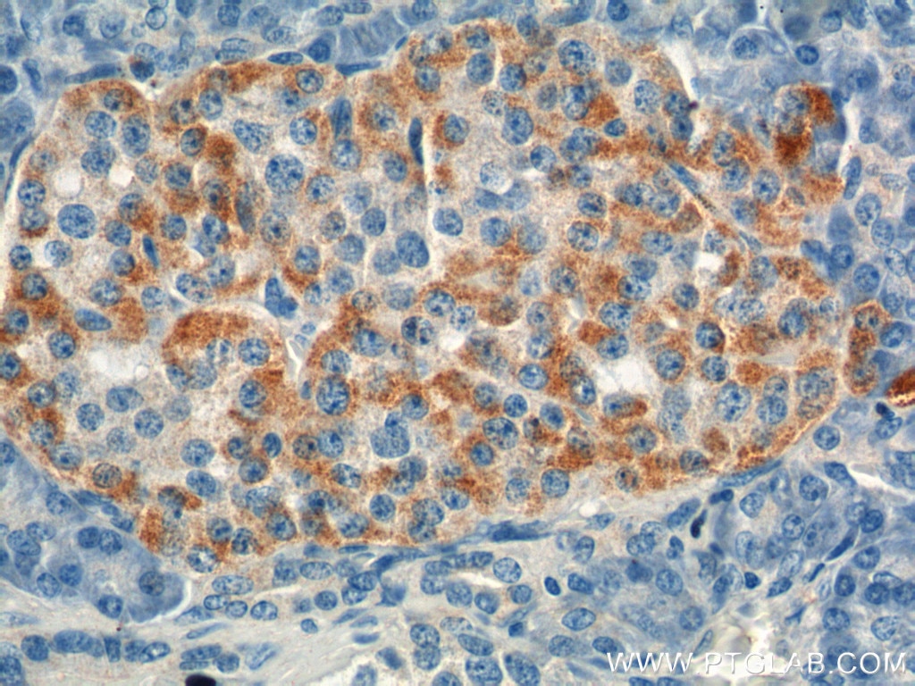 Immunohistochemistry (IHC) staining of human pancreas tissue using GIP Polyclonal antibody (18034-1-AP)