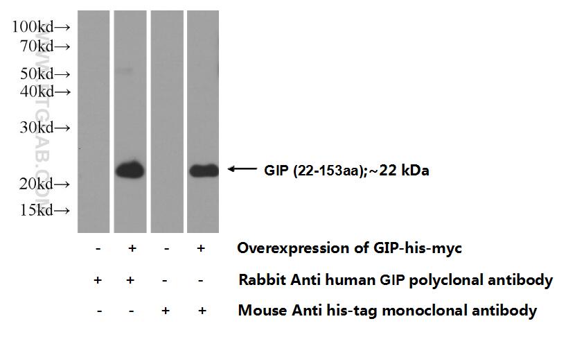 GIP Polyclonal antibody