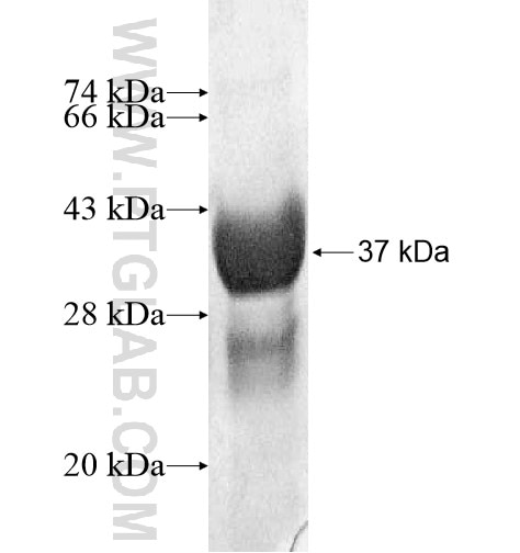 GIP fusion protein Ag12634 SDS-PAGE