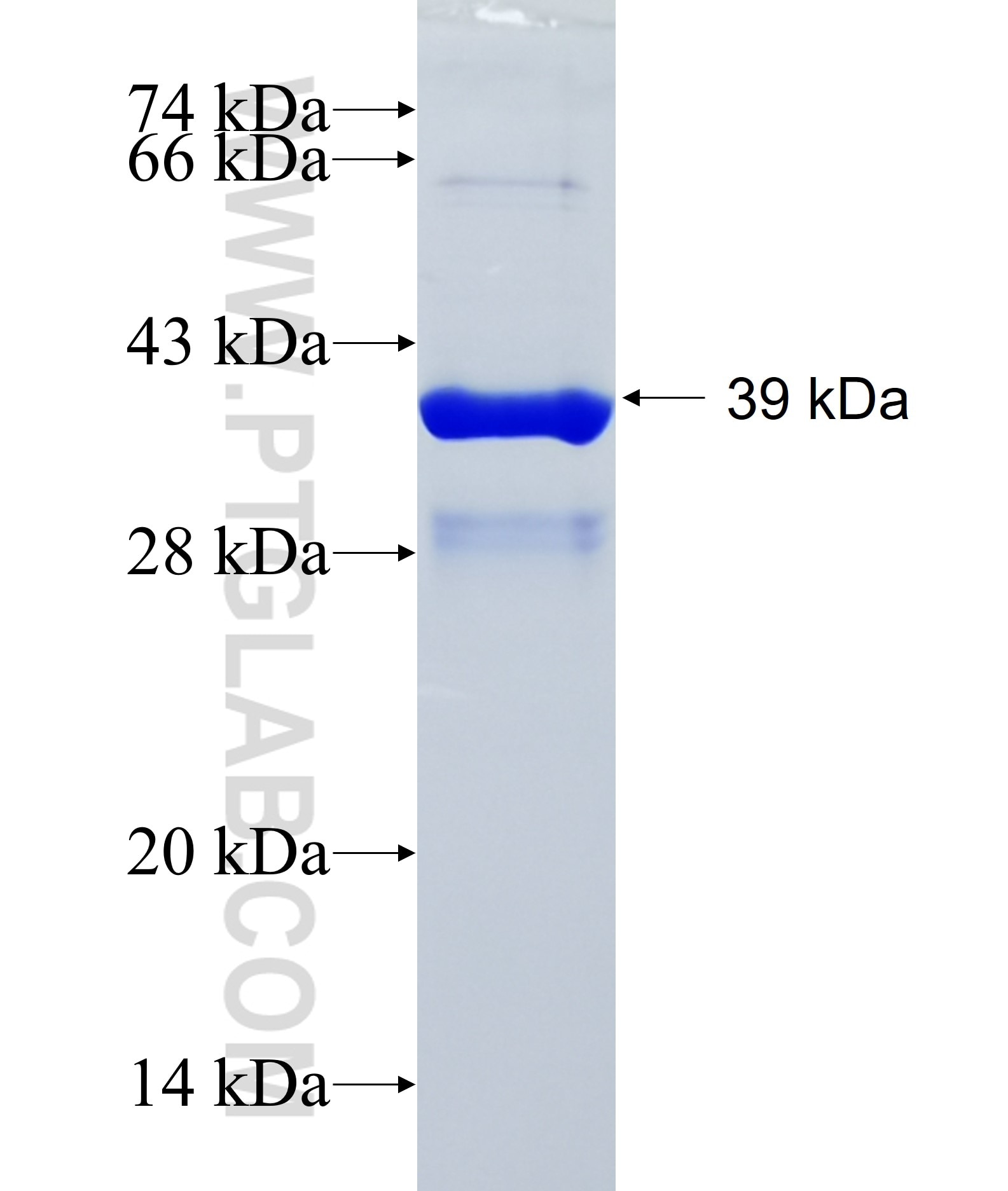 GIP fusion protein Ag12634 SDS-PAGE