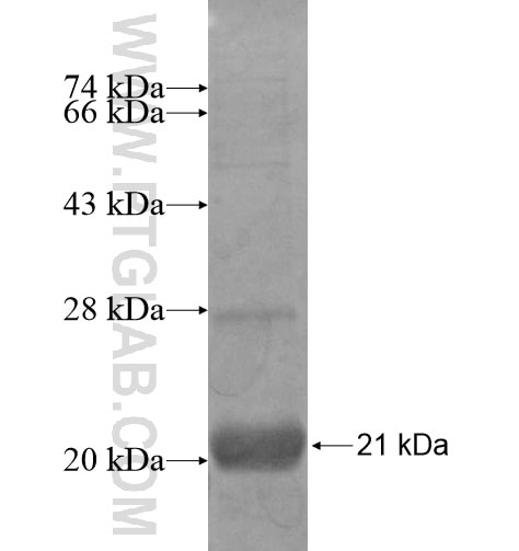 GIP fusion protein Ag12784 SDS-PAGE