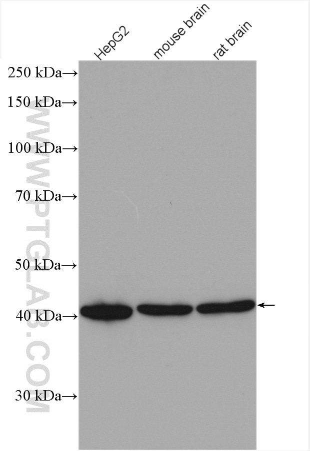 Western Blot (WB) analysis of various lysates using GIPC1 Polyclonal antibody (14822-1-AP)