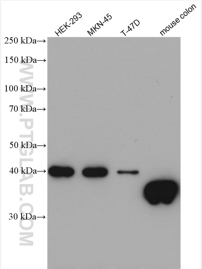 WB analysis using 12832-1-AP