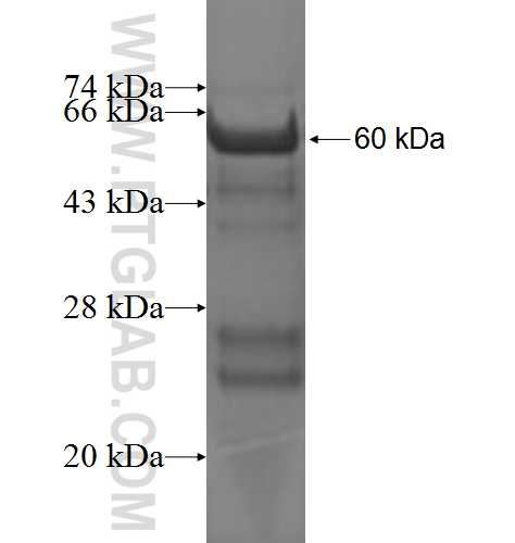 GIPC2 fusion protein Ag3566 SDS-PAGE