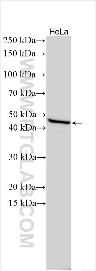 WB analysis using 25479-1-AP