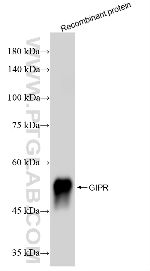 Western Blot (WB) analysis of various lysates using GIPR Recombinant monoclonal antibody (87123-1-RR)