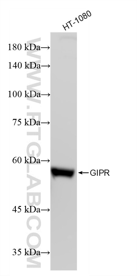 Western Blot (WB) analysis of various lysates using GIPR Recombinant monoclonal antibody (87123-1-RR)