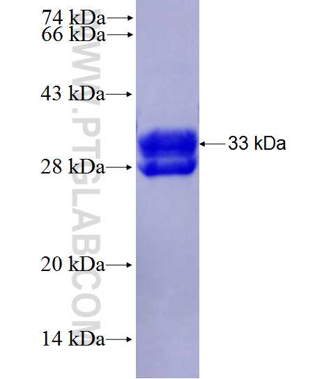GIPR fusion protein Ag28143 SDS-PAGE