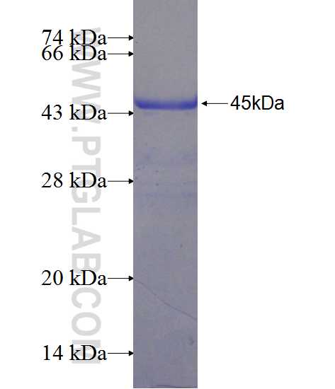 GIT1 fusion protein Ag24648 SDS-PAGE
