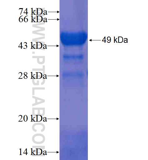 GIT2 fusion protein Ag0321 SDS-PAGE