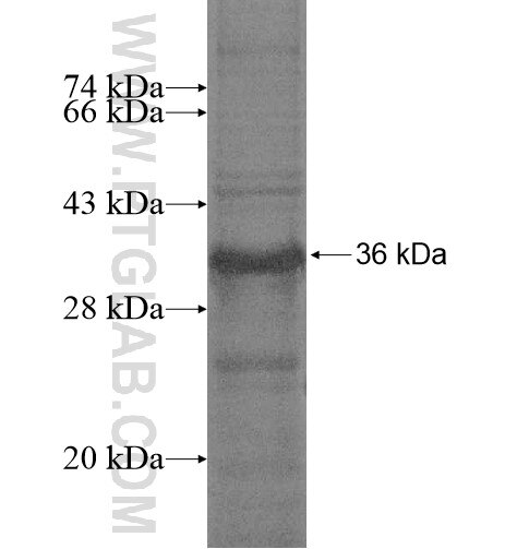 GIYD2 fusion protein Ag13094 SDS-PAGE