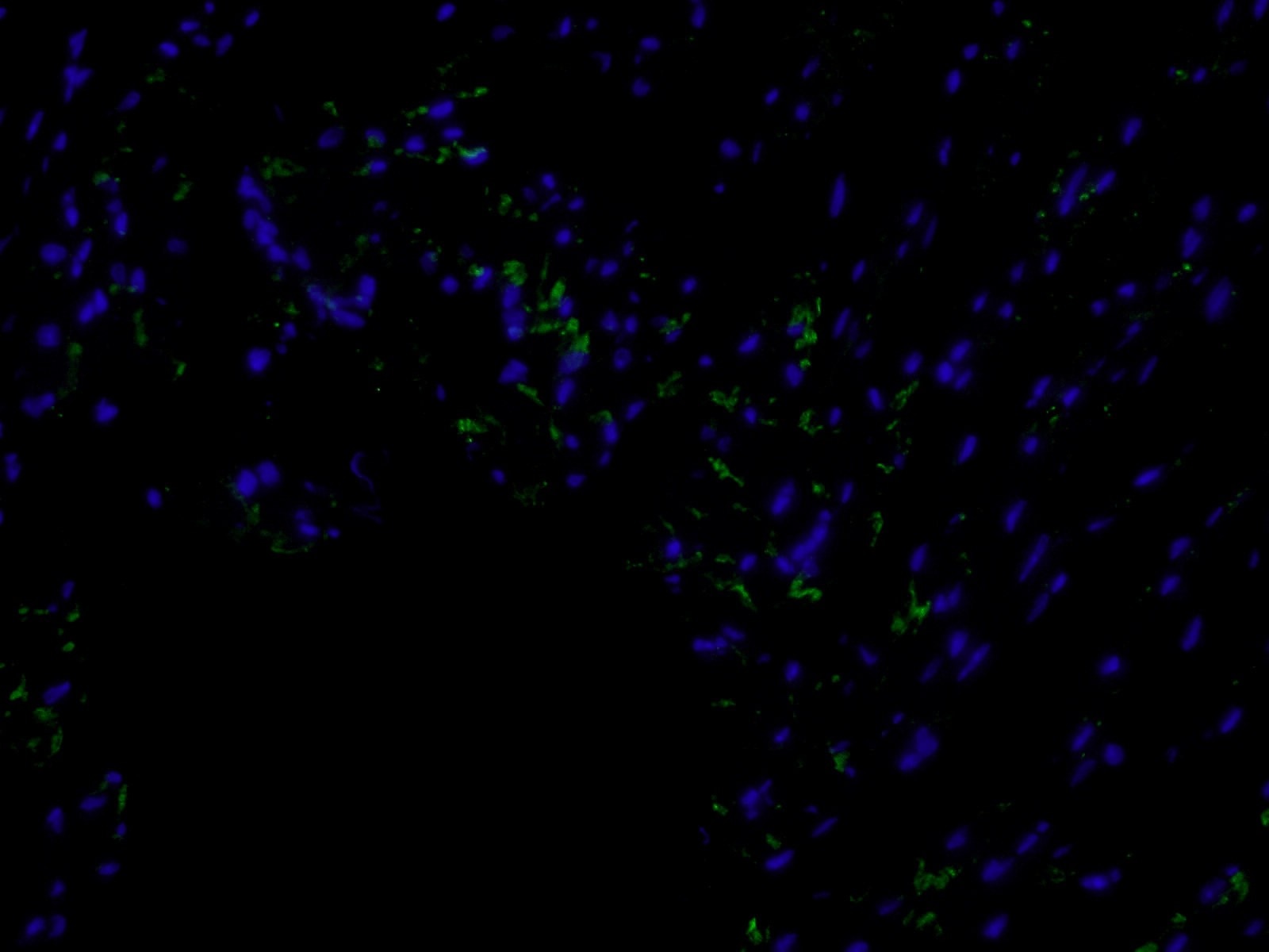 Immunofluorescence (IF) / fluorescent staining of mouse heart tissue using Connexin-43 Polyclonal antibody (15386-1-AP)