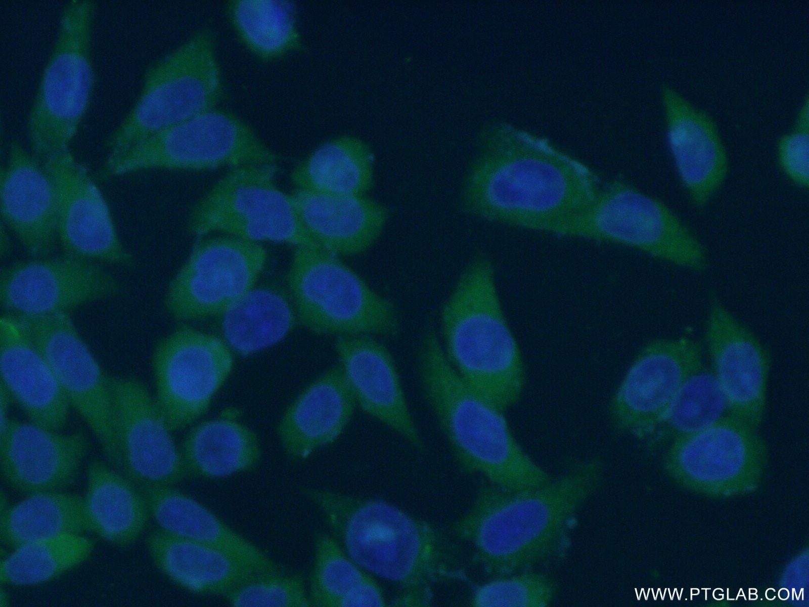 Immunofluorescence (IF) / fluorescent staining of HeLa cells using Connexin-43 Polyclonal antibody (15386-1-AP)