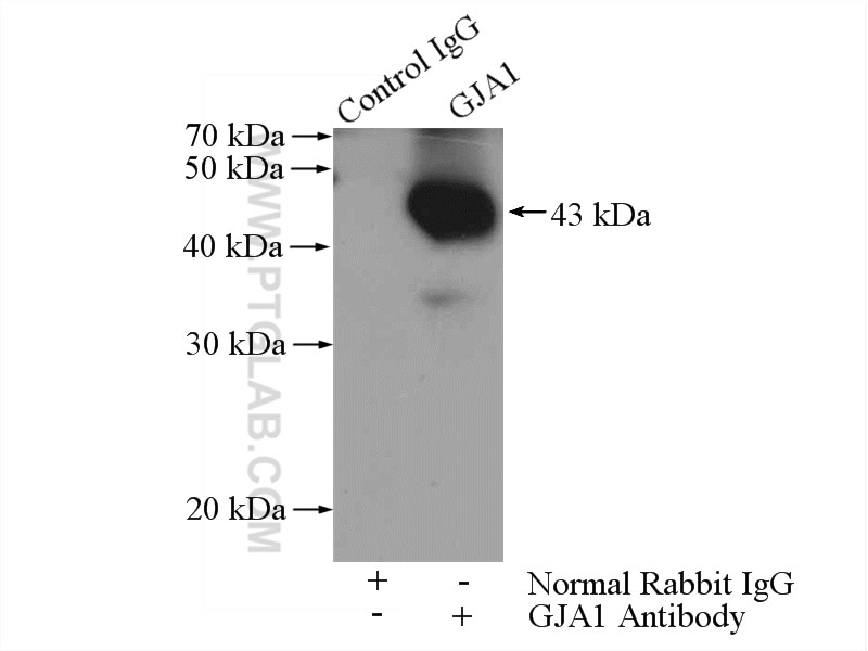 Immunoprecipitation (IP) experiment of mouse heart tissue using Connexin-43 Polyclonal antibody (15386-1-AP)