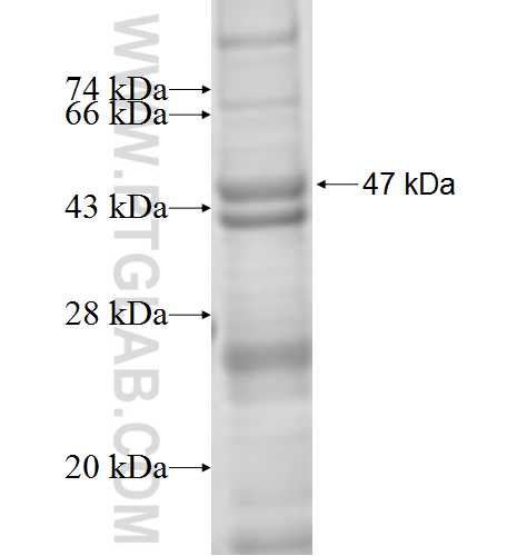 Connexin 43 fusion protein Ag6698 SDS-PAGE