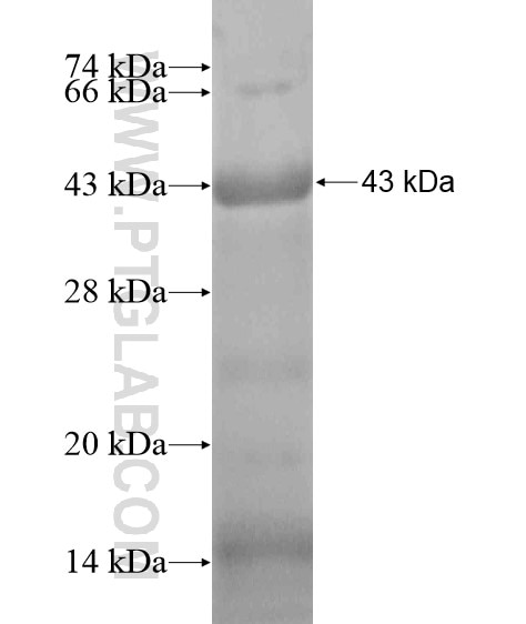 GJA10 fusion protein Ag19023 SDS-PAGE