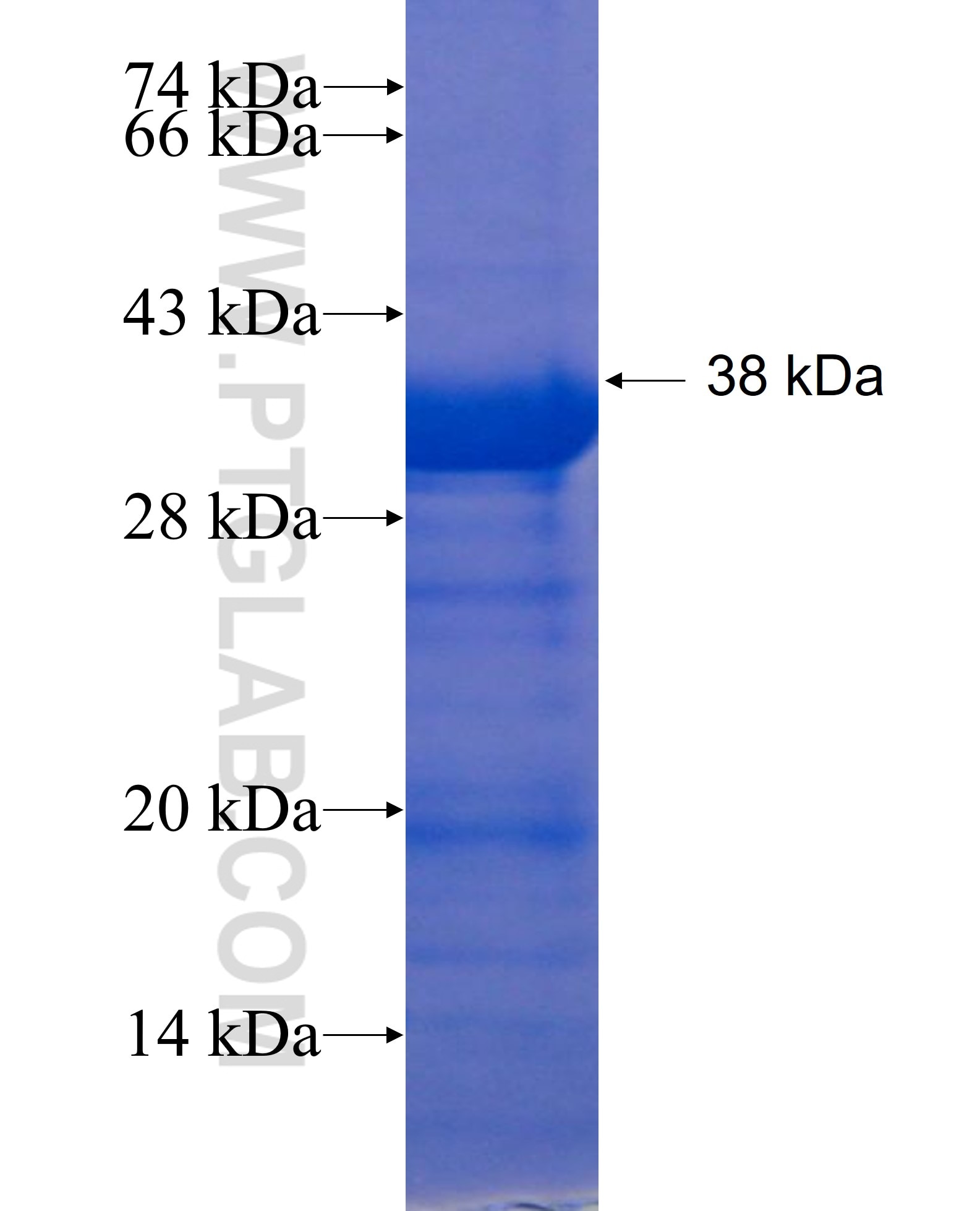 GJA10 fusion protein Ag19023 SDS-PAGE