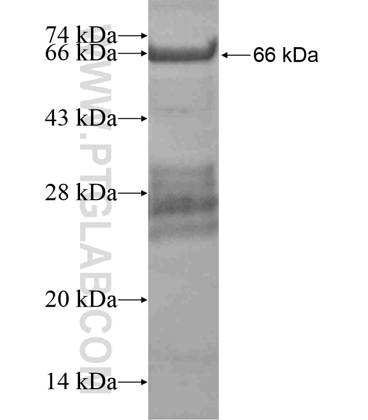 GJA3 fusion protein Ag18580 SDS-PAGE