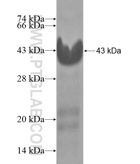 GJA3 fusion protein Ag18678 SDS-PAGE