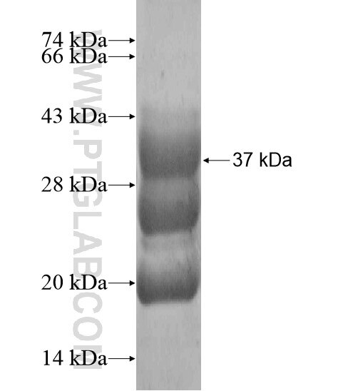 GJA4 fusion protein Ag19954 SDS-PAGE