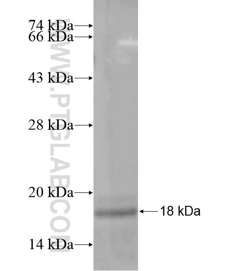GJA4 fusion protein Ag19972 SDS-PAGE