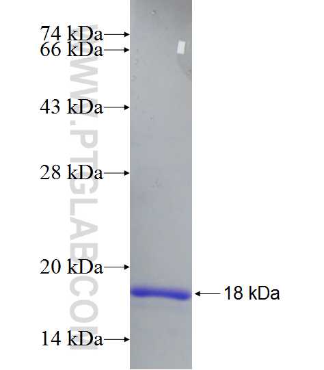 GJA5 fusion protein Ag24266 SDS-PAGE