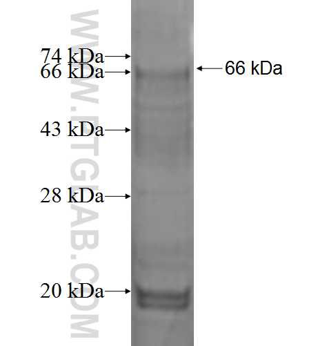 GJA5 fusion protein Ag1307 SDS-PAGE